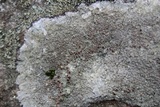 Lecanora subimmergens image