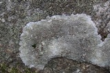 Lecanora subimmergens image