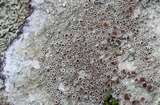 Lecanora subimmergens image