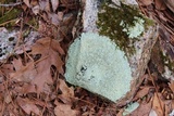 Flavoparmelia baltimorensis image