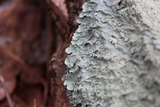 Flavoparmelia baltimorensis image