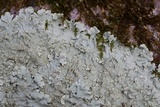 Flavoparmelia baltimorensis image