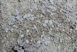 Flavoparmelia baltimorensis image