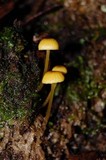 Entoloma sulphureum image