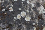 Physcia subtilis image
