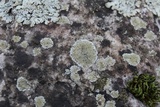 Physcia subtilis image