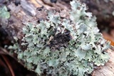 Parmotrema reticulatum image