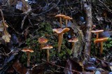 Cortinarius castaneodiscus image
