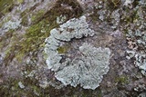 Pyxine sorediata image