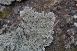 Pyxine sorediata image