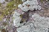 Pyxine sorediata image