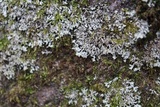 Phaeophyscia rubropulchra image