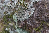 Phaeophyscia rubropulchra image