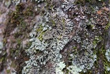 Phaeophyscia rubropulchra image