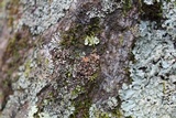 Phaeophyscia rubropulchra image