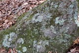 Phaeophyscia rubropulchra image