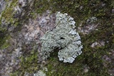 Pyxine sorediata image