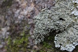 Pyxine sorediata image