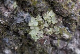 Pseudocyphellaria aurata image