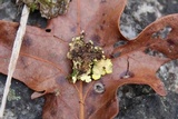 Pseudocyphellaria aurata image