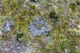 Leptogium cyanescens image