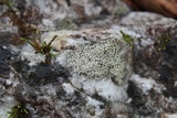 Buellia spuria image
