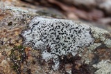 Buellia spuria image
