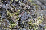 Leptogium corticola image