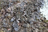 Leptogium corticola image