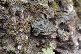 Leptogium corticola image