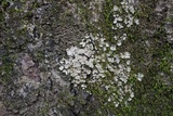 Placidium arboreum image