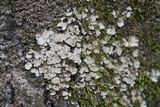 Placidium arboreum image