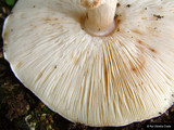 Echinoderma asperum image