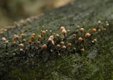 Nectria gracilipes image