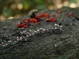 Nectria gracilipes image