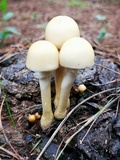 Protostropharia semiglobata image