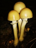 Protostropharia semiglobata image