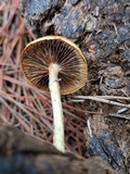 Protostropharia semiglobata image