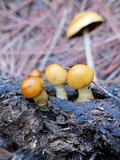 Protostropharia semiglobata image