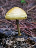 Protostropharia semiglobata image