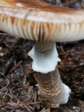Amanita excelsa image