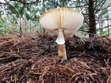 Amanita excelsa image