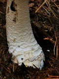 Amanita excelsa image