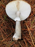 Amanita excelsa image
