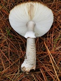 Amanita excelsa image