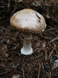 Amanita excelsa image
