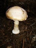 Amanita excelsa image