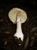 Amanita excelsa image