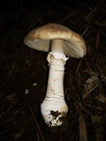 Amanita excelsa image