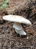 Amanita excelsa image